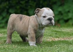 Click sobre la imagen para ampliarla