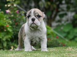             Cachorros de Bulldog Ingles disponibles para la venta


            


            


            