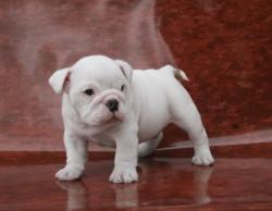 Ejemplares de raza bulldog para la venta

            


            