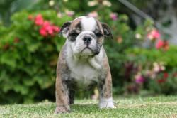             


              Ejemplares registrados de raza bulldog Ingles para 
