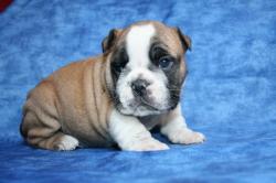
            Ejemplares de raza Bulldog Ingles cachorros para la venta


            


            


            