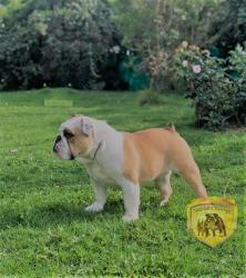 Click sobre la imagen para ampliarla