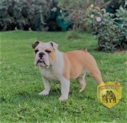 Click sobre la imagen para ampliarla