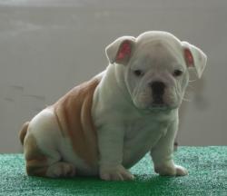 cachorros de raza bulldog ingles para la venta del creiadero Nutibara Bulldogs

            


            