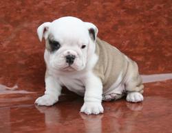 Cachorrios de raza bulldog para la venta 



            


            