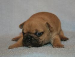             Cachorros de raza Bulldog Frances para la venta del criadero Nutibara Bulldogs


            


            


            