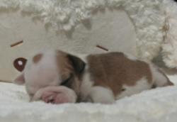             cachorros de raza Bulldog ingles para la venta del criadero Nutibara Bulldogs



            


            


            