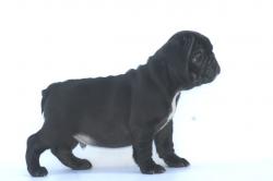 Cachorros de la raza bulldog frances linea de campeones


            


            