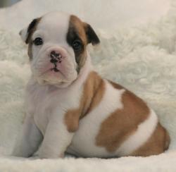             cachorros de raza bulldog ingles para la venta del criadero Nutibara Bulldogs


            


            


            
