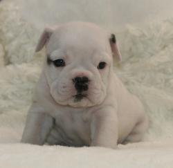 cachorros de raza bulldog ingles para la venta del criadero Nutibara Bulldogs


            


            