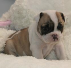 cachorros de raza bulldog ingles para la venta del criadero Nutibara Bulldogs


            


            