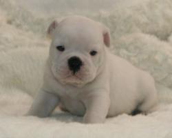 cachorros de raza bulldog ingles para la venta del criadero Nutibara Bulldogs



            


            