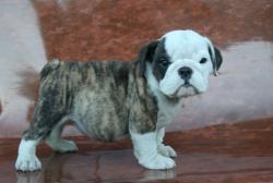 
            
Ejemplar de la raza Bulldog Ingles para la venta 

     ejemplar de raza bulldog Ingles para la venta       


            


            