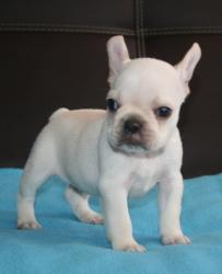 CACHORROS PARA LA VENTA  DE BULLDOG FRANCES PARA DEL  CRIADERO NUTIBARA BULLDOSG


            


            cachorros para la venta de la raza Bulldog frances del criadero Nutibara Bulldogs
