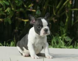 Cachorros de raza Bulldog frances para la venta del criadero Nutibara Bulldogs


            


            