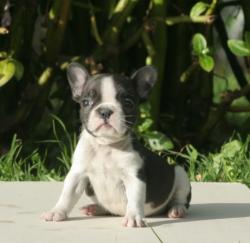             Cachorros de raza bulldog frances para la venta del criadero Nutibara Bulldog 


            


            


            
