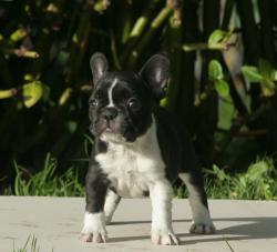             Cachorros de raza Bulldog frances para la venta del criadero Nutibara Bulldogs


            


            


            