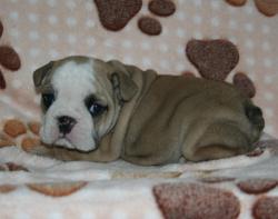 Click sobre la imagen para ampliarla