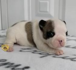 Click sobre la imagen para ampliarla