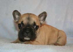 Cachorros de bulldog frances para la venta del criadero Nutibara Bulldogs


            


            


            