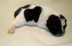 Click sobre la imagen para ampliarla