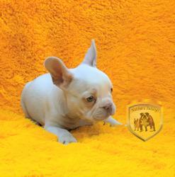 Click sobre la imagen para ampliarla