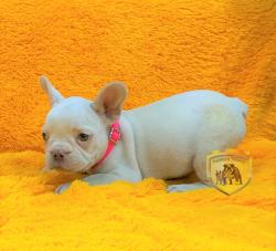 Click sobre la imagen para ampliarla