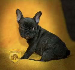 Click sobre la imagen para ampliarla