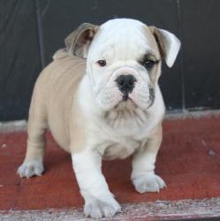 Cachorros de raza de  Bulldog Ingles para la venta 
del criadero Nutibara Bulldogs
            


            