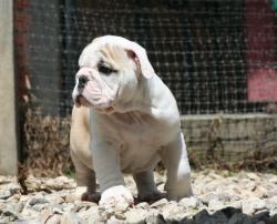 Cachorro de raza bulldog ingles, linea de campeones para la venta


            


            