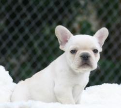 Cachorros para la venta de raza bulldog frances del criadero Nutibara bulldogs


            


            