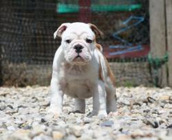 Cachorro de raza bulldog Ingles con excelente pedigree y linea de campeones para la venta          
      

            


            