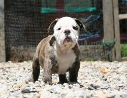 Click sobre la imagen para ampliarla