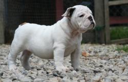             


            Cachorro de raza bulldog Ingles con excelente pedigree y linea de campeones para la venta          
      