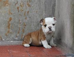 Click sobre la imagen para ampliarla