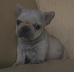 cachorros de bulldog frances para la venta registrados


            


            