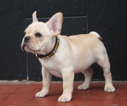 Cachorros de raza Bulldog frances para la venta del Criadero Nutibara Bulldogs


            


            