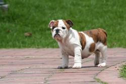 Click sobre la imagen para ampliarla