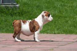 Click sobre la imagen para ampliarla