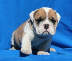             
cachorros para la venta de bulldog ingles
            


            


            