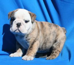 Click sobre la imagen para ampliarla