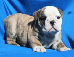cachorros para la venta de Bulldog Ingles


            


            