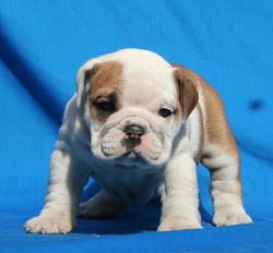 cachorros para la venta de Bulldog Ingles
            


            