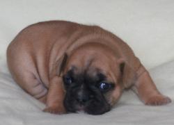 cachorros para la venta cachorros de raza bulldog frances del criadero Nutibara bulldogs 


            


            