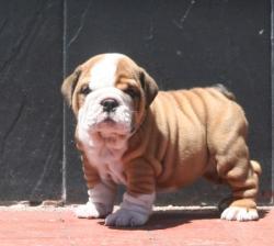             Cachorros de raza bulldog ingles para la venta del criadero Nuitibara Bulldogs


            


            


            
