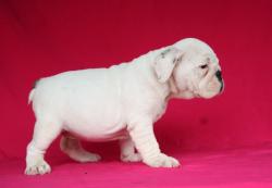 Click sobre la imagen para ampliarla