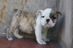 Ejemplares de raza Bulldog para la venta


            


            
