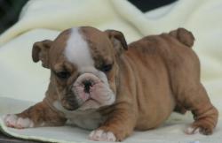 cachorros de raza Bulldog ingles para la venta del criadero Nutibara Bulldogs


            


            
