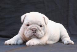  Cachorros de raza bulldog Ingles para la venta del criadero Nutibara Bulldogs


            


            