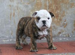 Cachorros de raza Bulldog Ingles para la venta 100% puros


            


            